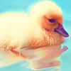 Petite Duck